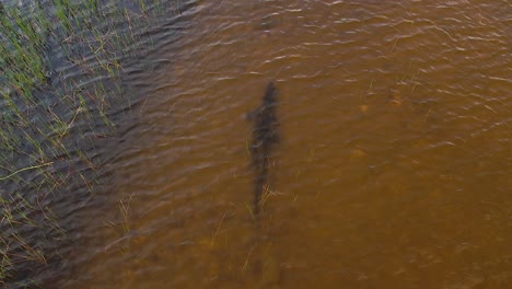 Alligator-Schwimmt-Unter-Wasser-Und-Läuft-Auf-Dem-Grund,-Bevor-Er-Aus-Der-Luft-Auftaucht