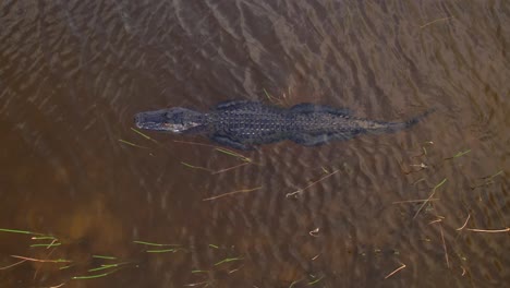 Alligator-Luftschwimmen-Entlang-Von-Unkraut-In-Everglades