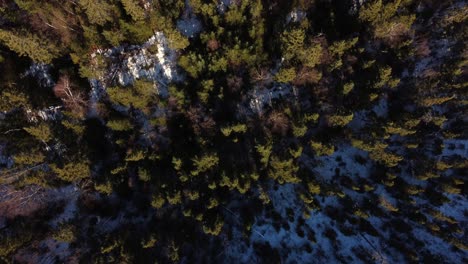 Verwendete-Drohne-Für-Eine-Aufnahme-Von-Oben-Nach-Unten,-Die-Kiefernbäume-Nach-Einem-Warmen-Wintertag-Enthüllt