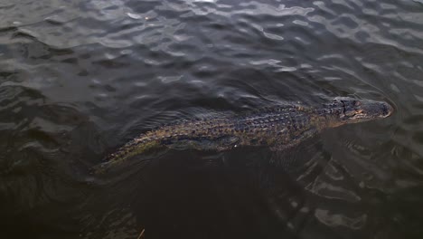 Alligator-Schwimmendes-Majestätisches-Tier-Von-Oben-Nach-Unten,-Atemberaubende-Aussicht