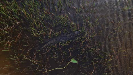 Alligator-Schwimmt-Durch-Sumpfgras-Slomo-Luftaufnahme-Erstaunlich-Glattes-Tier