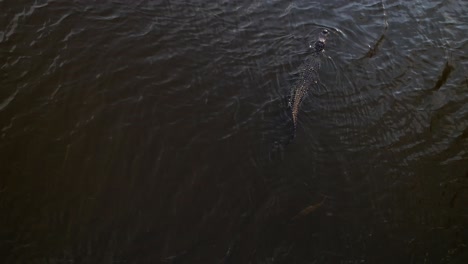 Alligator-Schwimmt-Mit-Großen-Fischen-Dahinter-Im-Dunklen-Sumpf-Der-Everglades