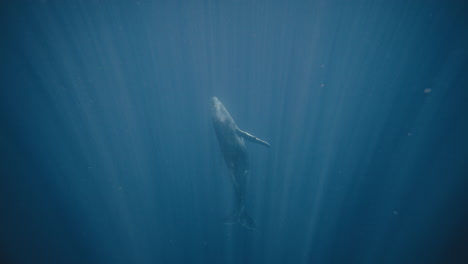 Light-rays-pull-down-into-depths-as-humpback-whale-calf-rises-vertical-to-surface-in-slow-motion