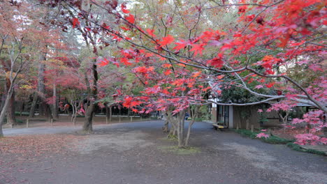 Ahornbäume-Werden-Für-Verschiedene-Zwecke-In-Einem-Japanischen-Garten-Gepflanzt