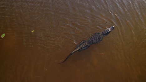 Der-Alligator-Schwimmt-Ruhig,-Während-Sich-Die-Draufsicht-Dreht,-Dann-Kommt-Er-Zum-Stehen-Und-Spreizt-Seine-Gliedmaßen