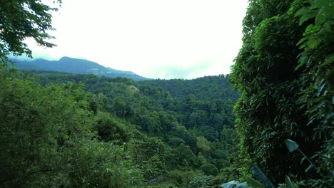 Panoramablick-Auf-Den-Endlosen-Dschungel-Von-Guadeloupe,-Drohnenflug