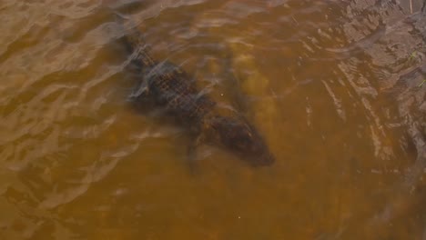 Alligator-Geht-Unter-Wasser,-Um-Sich-Aus-Der-Luft-Am-Kopf-Zu-Kratzen