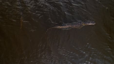 Alligator-Schwimmt,-Während-Der-Fisch-Hinter-Ihm-Hergeht-Und-Sich-Dann-Unter-Wasser-Dreht
