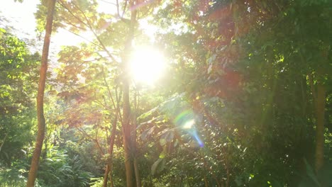Sonnenstrahlen-Scheinen-Durch-Den-Dichten,-Wilden-Dschungel-Von-Guadeloupe