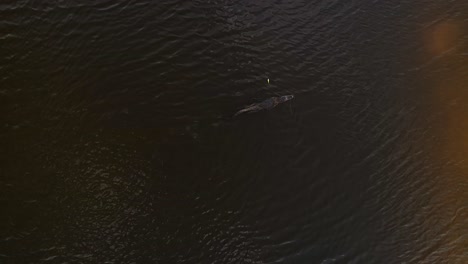 alligator-swimming-rotating-descending-aerial