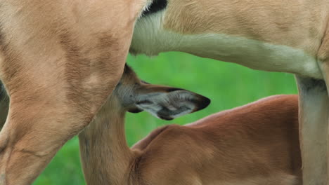 Impala-Mutterschaf-Mit-Kalb---Hungriges-Kalb-Saugt-Milch-An-Seine-Mutter