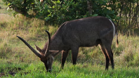Side-View-Of-Waterbuck-Eating-Grass-In-The-African-Savannah