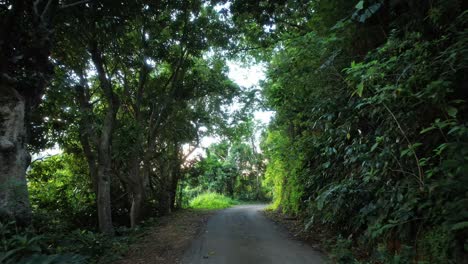 Shaded-rural-road.-First-person-walking-view