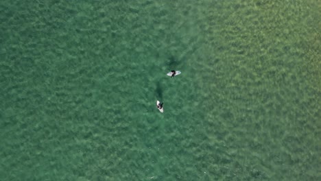 Top-View-Of-Tourists-Floating-In-The-Sea-On-Surfboards
