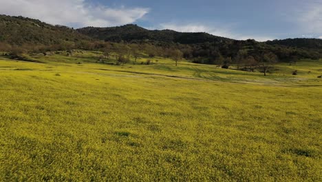 Drohnenflug-Auf-Wiesen-Im-Zeitigen-Frühjahr-über-Felder-Mit-Gelben-Und-Weißen-Blumen,-Die-Bei-Sonnenuntergang-In-Avila,-Spanien,-Eine-Unbefestigte-Straße-Mit-Einem-Hintergrund-Aus-Bergen-überqueren