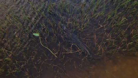 Alligatorschwimmen-Betritt-Langes-Gras-In-Der-Luftaufnahme-Der-Everglades