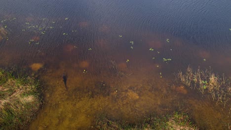 alligator-waiting-in-river-aerial-fly-back-and-tilt-up-reveal-landscape