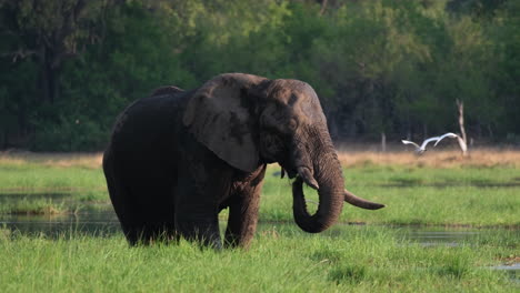 Huge-Bull-Elephant-Feeding-In-Swamp-At-Masai-Mara,-Kenya,-East-Africa