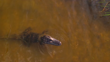 Alligator-Hebt-Seinen-Kopf-Aus-Der-Unterwasser-Slomo-Antenne
