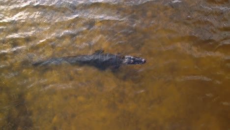 alligator-waiting-patiently-for-prey-to-pass-by-overhead-view