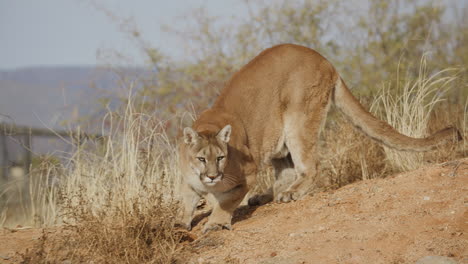 Female-mountain-lion-in-slow-motion-In-the-style-of-a-Nature-Documentary