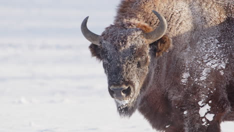 Telephoto-slomo-shot-on-head-and-front-part-of-European-bison-with-frozen-coat