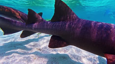 Eine-Nahaufnahme-Von-Ammenhaien-Und-Einem-Südlichen-Stachelrochen,-Die-In-Caye-Caulker,-Belize,-Schwimmen