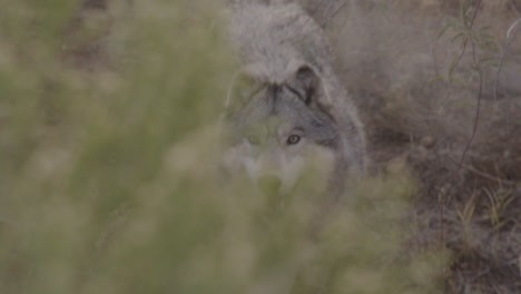 Slow-motion-grey-wolf-chasing-prey