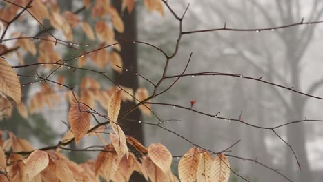 Tote-Blätter-In-Einer-Winterbrise
