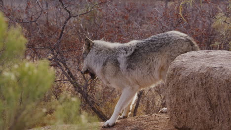 Wolf-eating-in-slow-motion