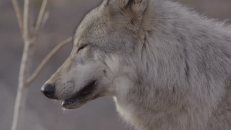 Extreme-close-up-of-a-grey-wolf-face