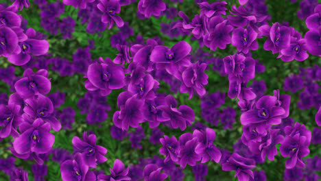 Orquídea-Bucle-Azulejo-Fondo-Púrpura-Arremolinándose