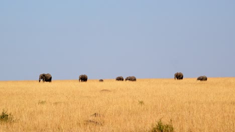 Gruppe-Gefährdeter-Afrikanischer-Elefanten,-Die-Tagsüber-In-Der-Savanne-In-Der-Masai-Mara,-Kenia,-Spazieren-Gehen