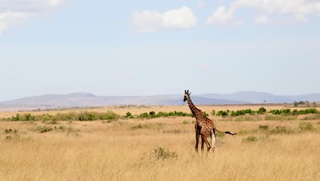Giraffe-Marschiert-über-Goldene-Felder-Im-Masai-Mara-Nationalpark,-Kenia,-Afrika