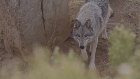 Slow-motion-wolf-following-a-scent