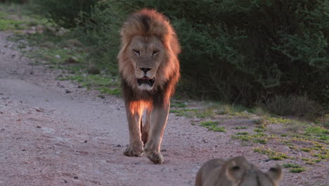 Lion-And-Lioness-Walking-In-Savanna---Close-Up
