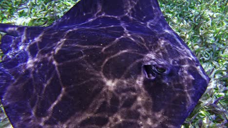 A-close-up-of-a-Southern-Stingray-swimming-in-Caye-Caulker,-Belize