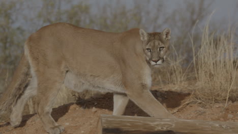 Female-mountain-lion-stalking-in-slow-motion-in-an-arid-desert-climate---In-the-style-of-a-Nature-Documentary