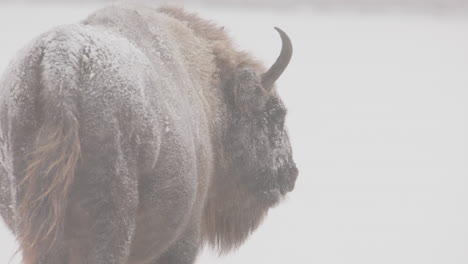 View-from-behind-of-European-buffalo-looking-back-in-snowfall,-telephoto