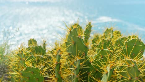 Closeup-of-a-cactus-plant-with-long-thorns-on-sunny-beach-in-Canary-Islands