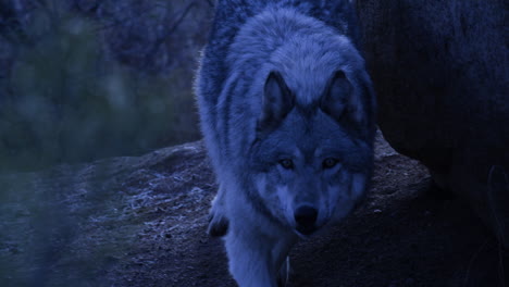 Slow-motion-night-time-wolf-stalking