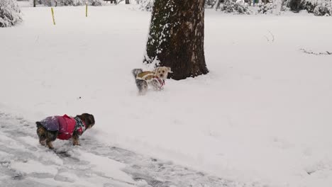 Hunde-Spielen-Im-Winter-Draußen