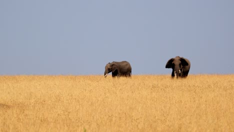 Pair-Of-African-Elephant-Standing-And-Grazing-In-The-Savannah-Of-Masai-Mara-In-Kenya