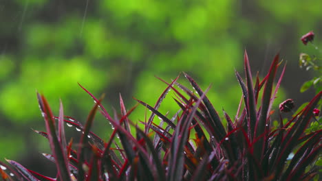 Cordyline-pink-passion-under-a-gently-drizzle-rain