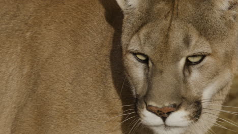 Puma-Jagt-Beute-In-Zeitlupe-In-Einem-Trockenen-Wüstenklima-–-Im-Stil-Einer-Naturdokumentation