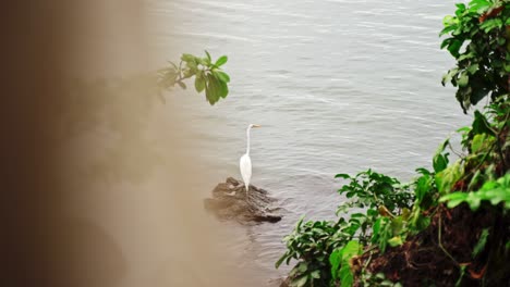 A-white-Ibis-bird-perched-on-a-rock-in-water,-seen-from-distance-amongst-green-foliage,-Ometepe-island,-Nicaragua