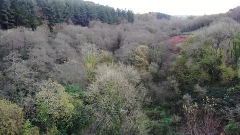 Autumnal-Woodland-Forest-Located-In-The-Blackdown-Hills-Area-of-Outstanding-Natural-Beauty-south-of-Otterford-in-Somerset