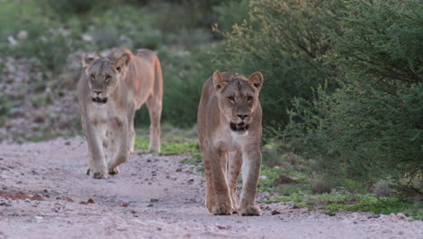 Pride-Of-Female-Lions-Walking-At-The-Safari-In-Africa