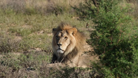Lion-In-African-Grassland,-Sitting-And-Resting---Wide-Shot