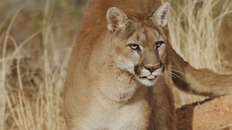 Gorgeous-Female-mountain-lion-stalking-prey-in-slow-motion-in-an-arid-desert-climate---In-the-style-of-a-Nature-Documentary